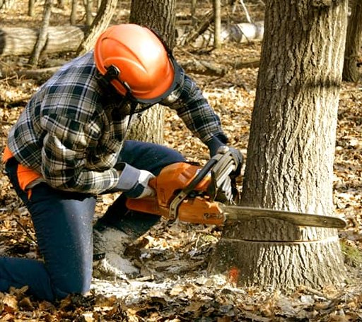 Tree Removal in Yolyn, WV